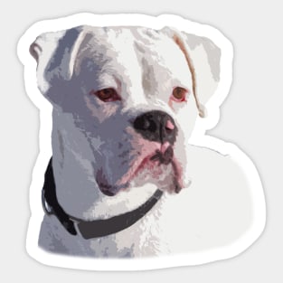 All White Boxer Dog Portrait Sticker